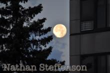 full moon with tree and building