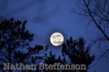 full moon between trees