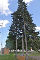 Milaca Trimble Park pine trees