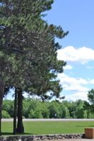 Pine tree at Riverview park